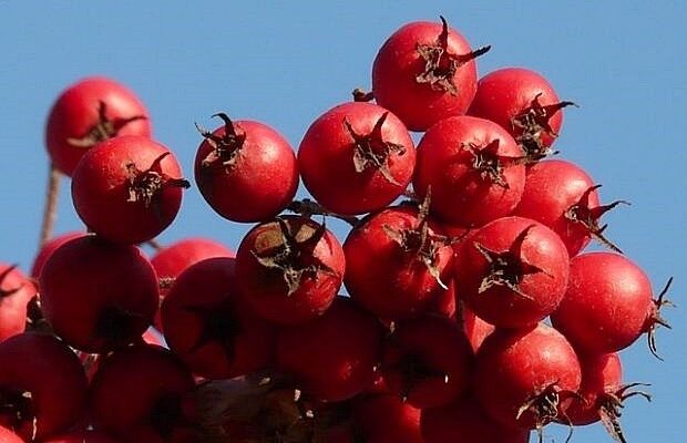 NAJLJEKOVITIJA BILJKA NA SVIJETU: Kod Nas Raste Kao Korov, A Liječi Sve ...